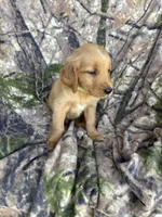 Sonny , a male Golden Retriever for sale in Claypool, IN – 2 of 5