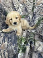 Mack, a male Golden Retriever for sale in Claypool, IN – 4 of 5