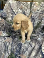 Kimber, a female Golden Retriever for sale in Claypool, IN – 7 of 7