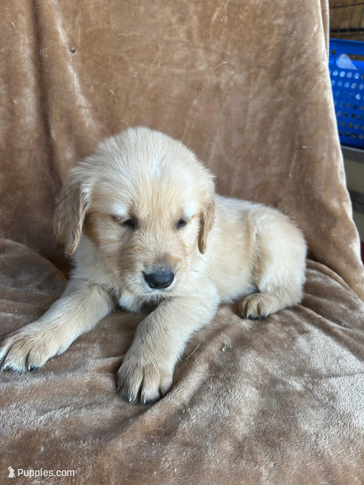 Tator, a male Golden Retriever for sale in Claypool, IN – Photo 4 of 4