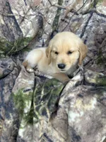 Rosco, a male Golden Retriever for sale in Claypool, IN – 2 of 7