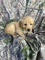 Cooper, a male Golden Retriever for sale in Claypool, IN – 4 of 7