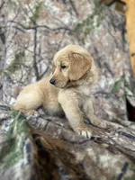 Ella, a female Golden Retriever for sale in Claypool, IN – 5 of 7