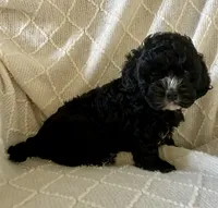 Lily , a female Cockapoo for sale in Claypool, IN – 2 of 4