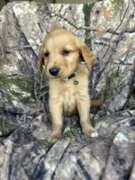 Kimber, a female Golden Retriever for sale in Claypool, IN – 3 of 7