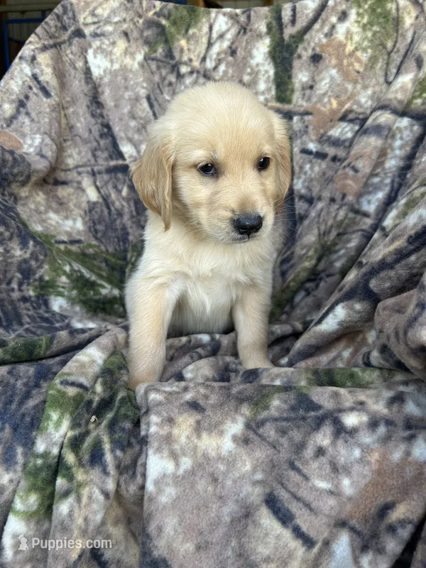 Rosco – Golden Retriever puppy for sale in Claypool, IN