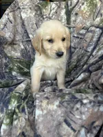 Rosco, a male Golden Retriever for sale in Claypool, IN – 1 of 7
