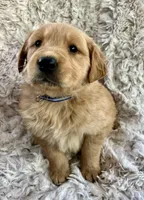 Champ, a male Golden Retriever for sale in Claypool, IN – Photo 4 of 7
