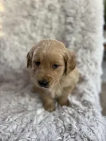 Champ, a male Golden Retriever for sale in Claypool, IN – Photo 1 of 7