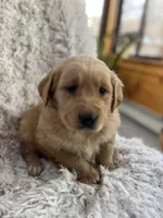 Champ, a male Golden Retriever for sale in Claypool, IN – Photo 2 of 7
