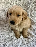 Champ, a male Golden Retriever for sale in Claypool, IN – Photo 5 of 7