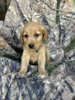 Kip, a male Golden Retriever for sale in Claypool, IN – 1 of 5