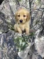 Cooper, a male Golden Retriever for sale in Claypool, IN – 5 of 7
