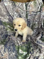 Mack, a male Golden Retriever for sale in Claypool, IN – 5 of 5