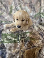 Ella, a female Golden Retriever for sale in Claypool, IN – 2 of 7