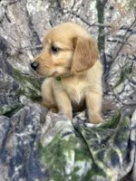 Cooper, a male Golden Retriever for sale in Claypool, IN – 7 of 7