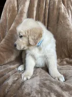 Ranger , a male Golden Retriever for sale in Claypool, IN – Photo 2 of 3