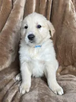 Ranger , a male Golden Retriever for sale in Claypool, IN – Photo 1 of 3