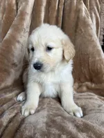 Ranger , a male Golden Retriever for sale in Claypool, IN – Photo 3 of 3