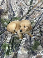 Cooper, a male Golden Retriever for sale in Claypool, IN – 6 of 7