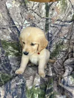 Mack, a male Golden Retriever for sale in Claypool, IN – 3 of 5