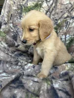 Isla , a female Golden Retriever for sale in Claypool, IN – 4 of 6