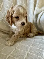 Jasper, a male Cockapoo for sale in Claypool, IN – 1 of 5