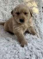 Lola, a female Golden Retriever for sale in Claypool, IN – Photo 3 of 6