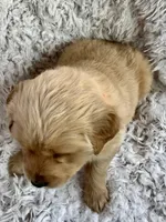 Lola, a female Golden Retriever for sale in Claypool, IN – Photo 2 of 6