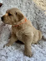 Lola, a female Golden Retriever for sale in Claypool, IN – Photo 5 of 6