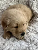 Max, a male Golden Retriever for sale in Claypool, IN – Photo 1 of 6