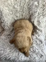 Max, a male Golden Retriever for sale in Claypool, IN – Photo 4 of 6