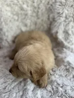 Max, a male Golden Retriever for sale in Claypool, IN – Photo 2 of 6