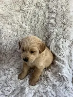 Max, a male Golden Retriever for sale in Claypool, IN – Photo 6 of 6