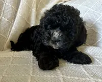 Lily , a female Cockapoo for sale in Claypool, IN – 1 of 4