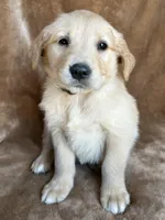 Leo , a male Golden Retriever for sale in Claypool, IN – Photo 3 of 5