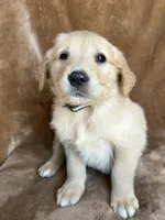 Leo , a male Golden Retriever for sale in Claypool, IN – Photo 4 of 5