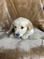 Leo , a male Golden Retriever for sale in Claypool, IN – Photo 5 of 5