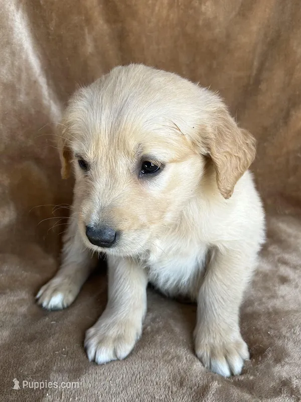 Leo  – Golden Retriever puppy for sale in Claypool, IN