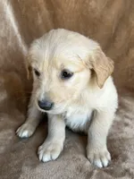 Leo , a male Golden Retriever for sale in Claypool, IN – Photo 1 of 5