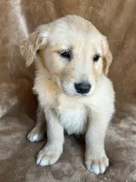 Leo , a male Golden Retriever for sale in Claypool, IN – Photo 2 of 5