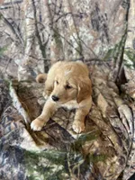 Ella, a female Golden Retriever for sale in Claypool, IN – 6 of 7