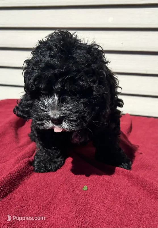 Lily  – Cockapoo puppy for sale in Claypool, IN