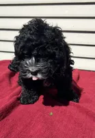 Lily , a female Cockapoo for sale in Claypool, IN – 1 of 3