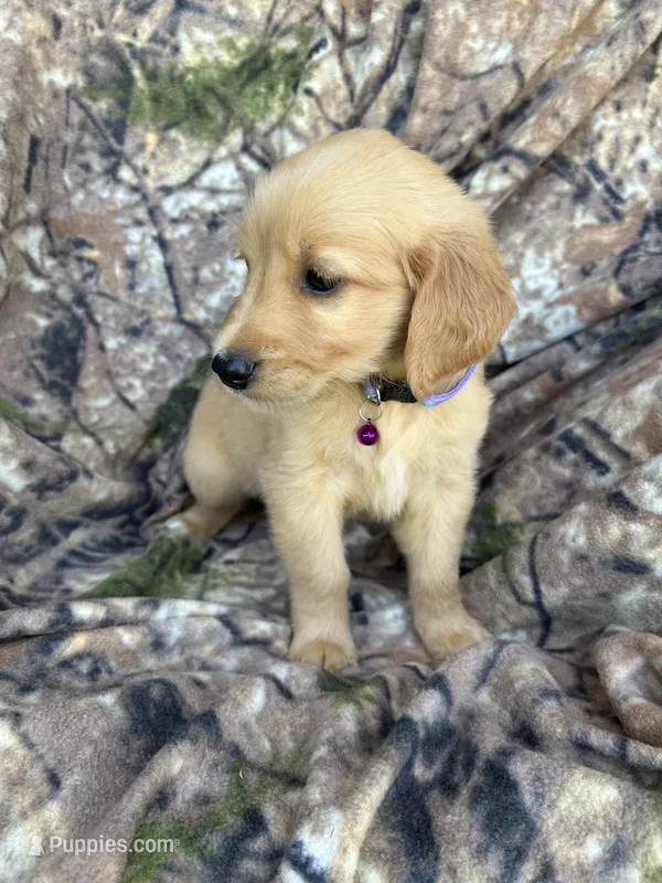 Isla  – Golden Retriever puppy for sale in Claypool, IN