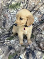 Isla , a female Golden Retriever for sale in Claypool, IN – 1 of 6