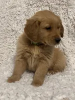 Archer, a male Golden Retriever for sale in Claypool, IN – Photo 3 of 4