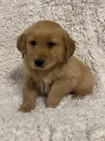 Archer, a male Golden Retriever for sale in Claypool, IN – Photo 4 of 4