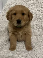 Archer, a male Golden Retriever for sale in Claypool, IN – Photo 1 of 4