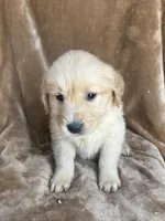 Wiley , a male Golden Retriever for sale in Claypool, IN – Photo 2 of 5